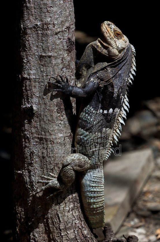 Reptile-0847 
 Keywords: Honduras, Iguana, Reptile, lizard